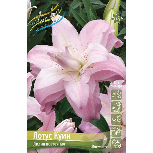 Лилия Лотус Куин 12/14 5 шт