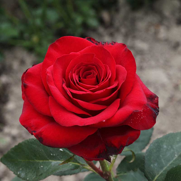 Роза чайно-гибридная Фридом Садовита