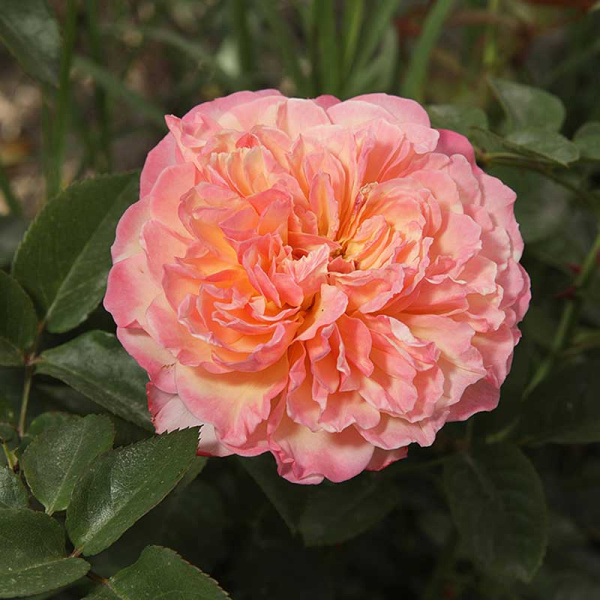 Роза чайно-гибридная Кордес Юбилей Садовита