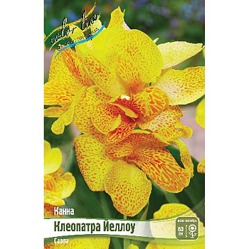 Канна (Зелен) Клеопатра Йеллоу I 15 шт Шоу-бокс 13495