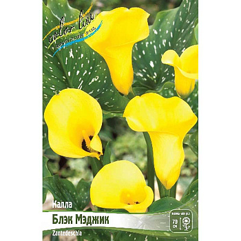 Калла Блэк Мэджик 12/14 2 шт 