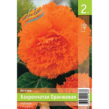 Бегония Бахромчатая Оранжевая 4/5 2 Эконом шт