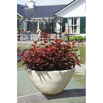 Пузыреплодник Калинолистный Литтл Энджел P9