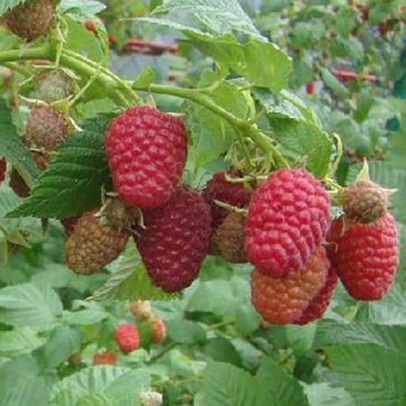 Малина Брусвяна Садовита