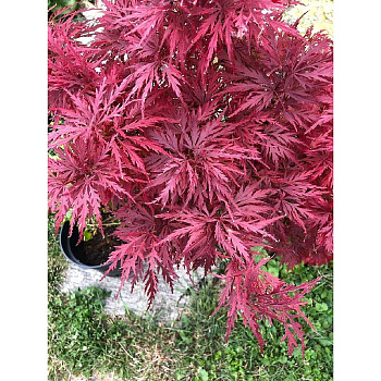 Клен Дланевидный Кримзон Куин C3