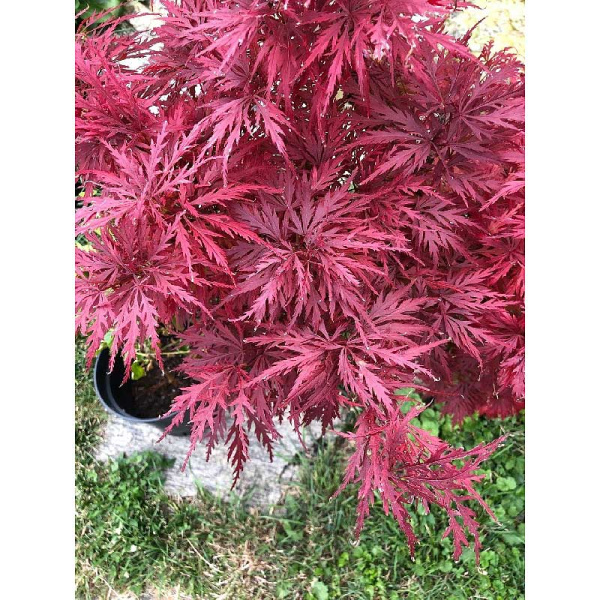 Клен Дланевидный Кримзон Куин C3