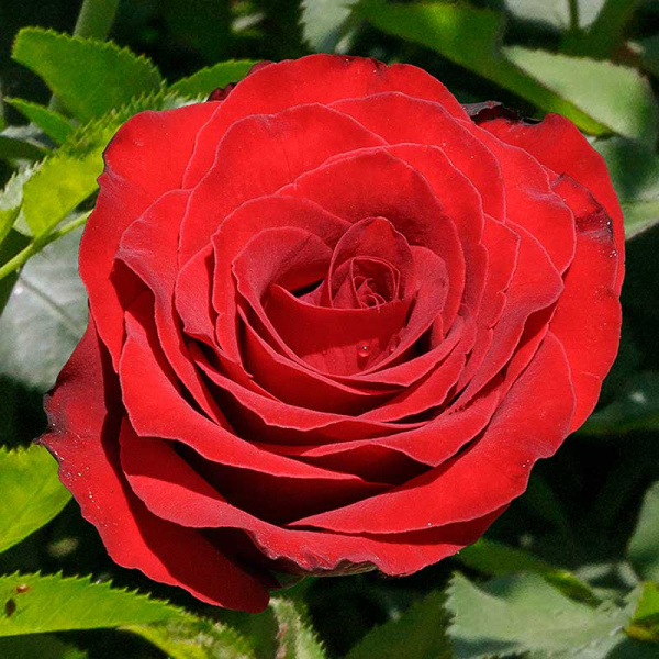 Роза чайно-гибридная Роял Баккара Садовита