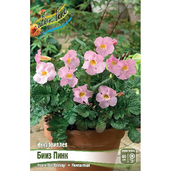 4433 Биг-Пак Инкарвиллея Бииз Пинк I 25 шт 
