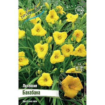 Лилейник Бакабана I 25 шт Биг-пак 9714