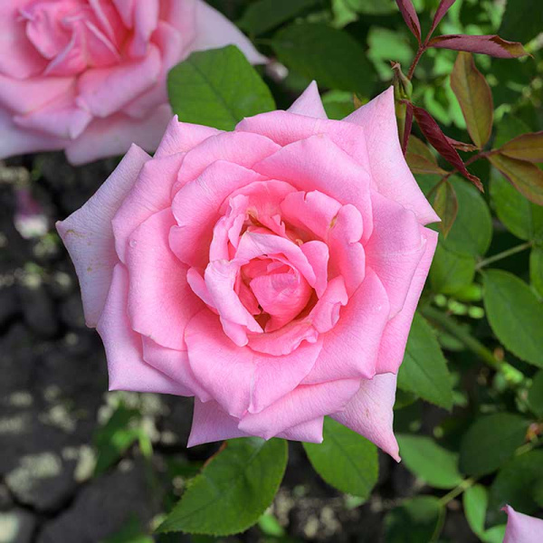 Роза чайно-гибридная Эйфелева башня Садовита