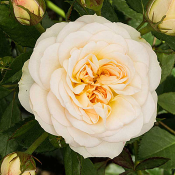 Роза флорибунда Космос Садовита