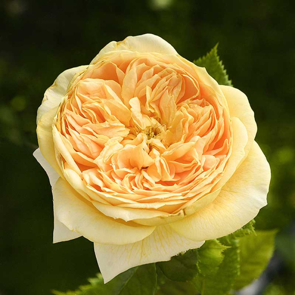 Роза шраб Голден Зест Садовита