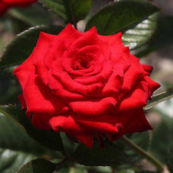 Роза спрей Миджет Садовита