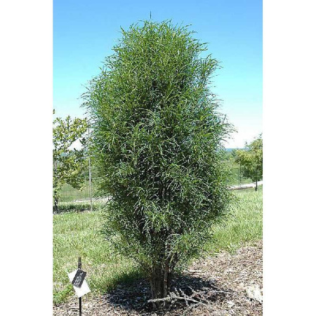 Крушина Ольховидная Фастигата (Рон Уильямс) P9 шт