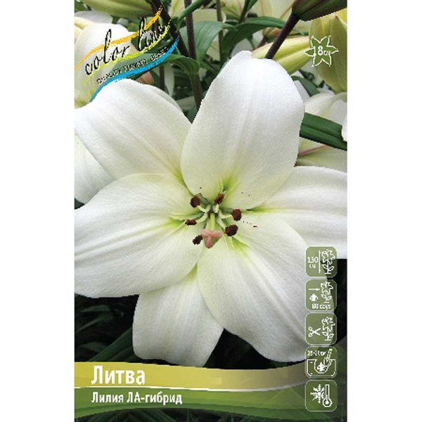 Лилия Литва 13/14 7 шт 