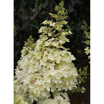 Гортензия Метельчатая Петит Лантерн C1.5 шт