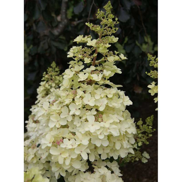 Гортензия Метельчатая Петит Лантерн C1.5 шт