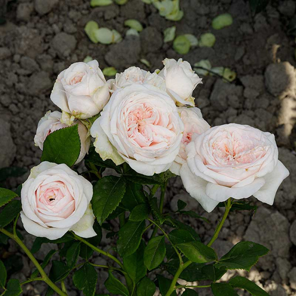 Роза шраб Арвен (Английская) Садовита