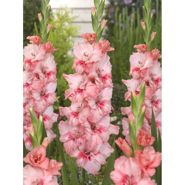 Гладиолус Адреналин 10/12 100 шт Шоу-бокс 7724 