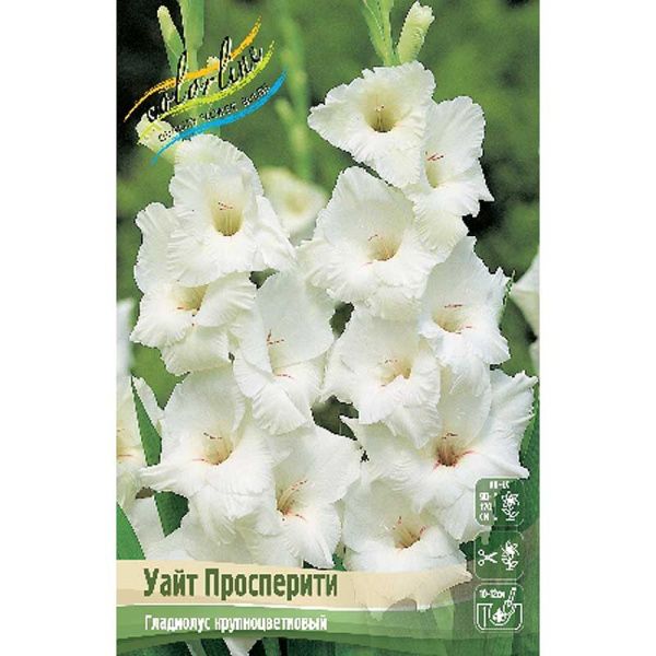 Гладиолус Уайт Просперити 12/14 7 шт