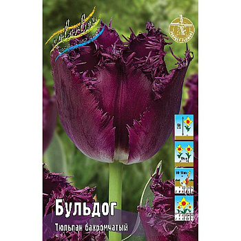 796 Шоу-Бокс Тюльпан Бульдог 11/12 75 шт 