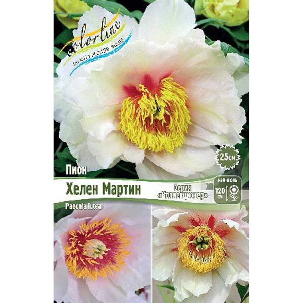 Пион Хелен Мартин 2/3 n 1 шт