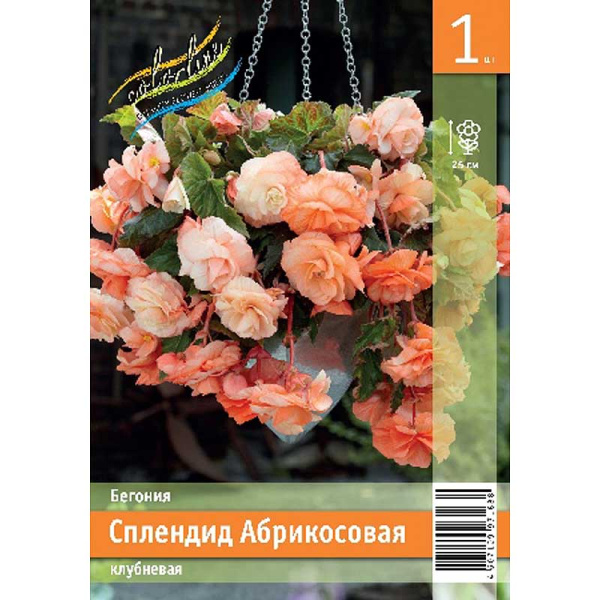 Бегония Сплендид Абрикосовая 5/6 1 Эконом шт