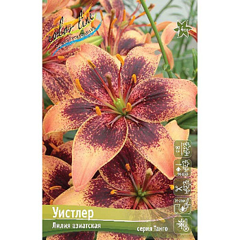 Лилия Уистлер 12/14 5 шт 