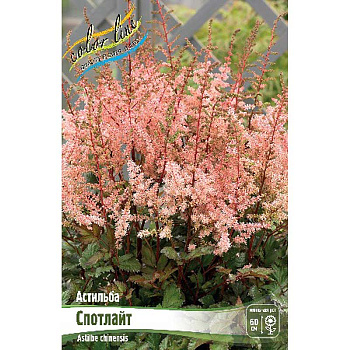 Астильба Спотлайт 2/3 n 25 шт Биг-пак 5