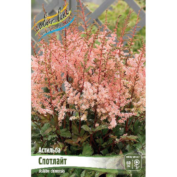 Астильба Спотлайт 2/3 n 25 шт Биг-пак 5