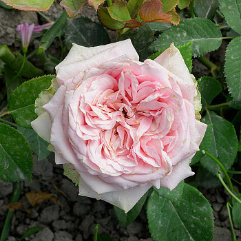 Роза чайно-гибридная Эрмоза Садовита