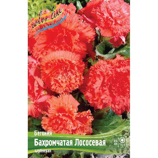 Бегония Бахромчатая Лососевая 5/6 3 шт 