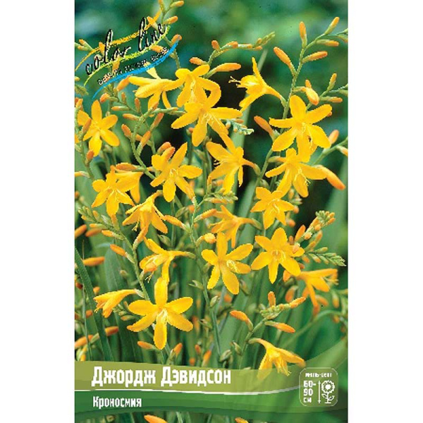 Крокосмия Джордж Дэвидсон 8/+ 8 шт 