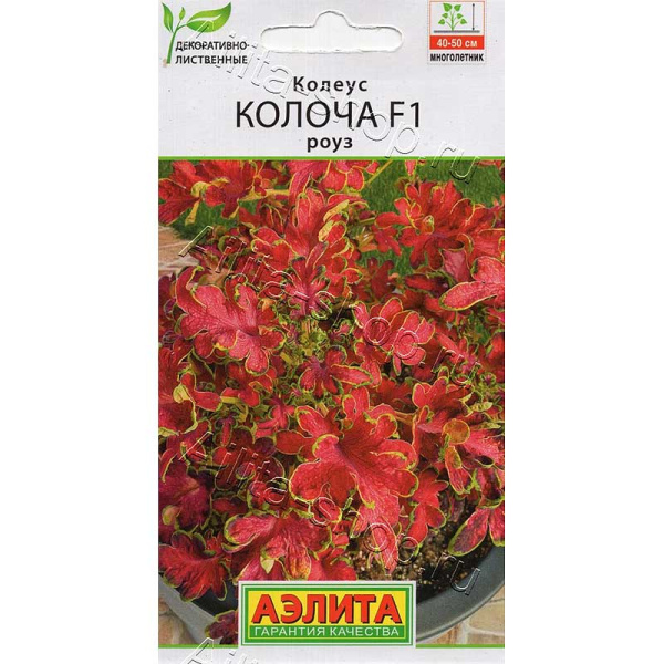 Колеус Колоча роуз Аэлита 