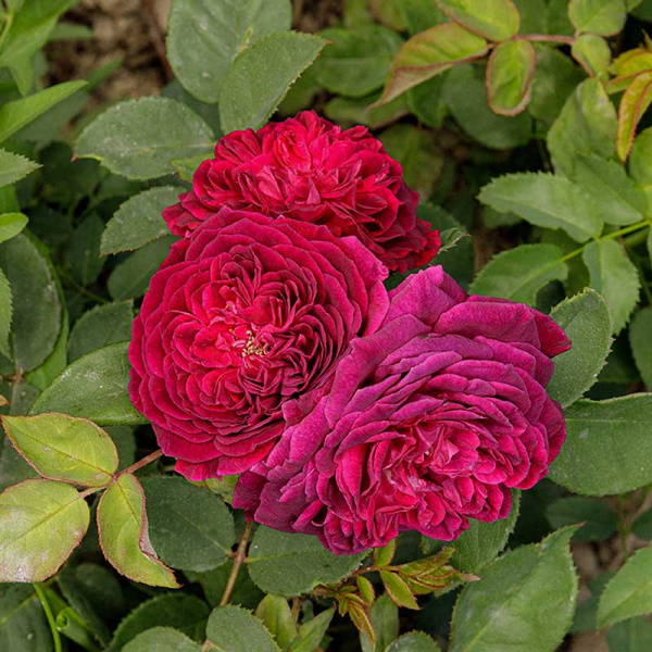 Роза Шраб Артур Де Сансаль Садовита