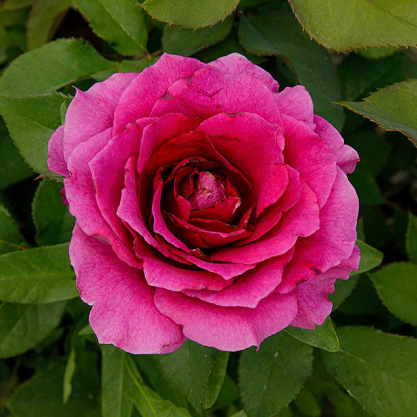 Роза флорибунда Интрига Садовита