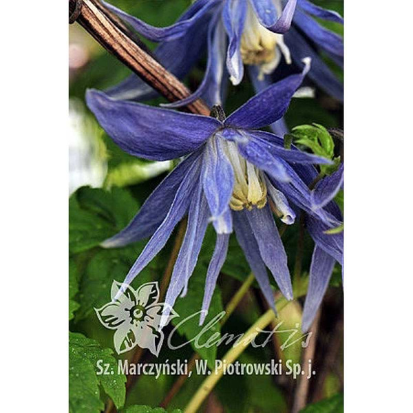 5757 Клематис Лагуна C2 ,шт