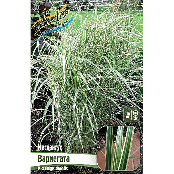 Мискантус Вариегата 2/3 2 шт