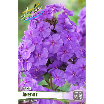 Флокс Аметист I 2 шт