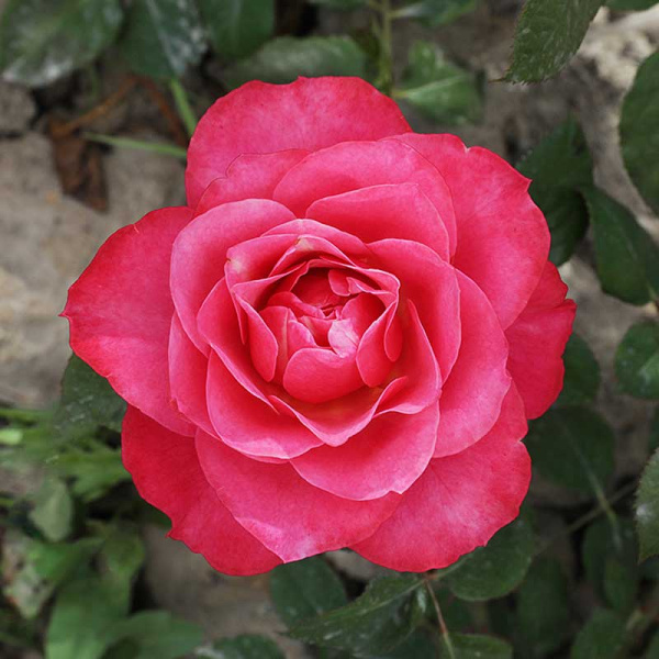 Роза флорибунда Ай Эм Грейтфул Садовита