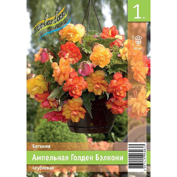 Бегония Ампельная Голден Бэлкони 5/6 1 Эконом шт 