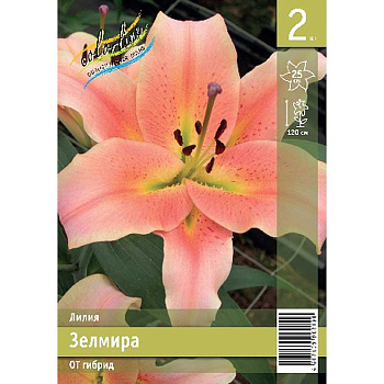 Лилия Зелмира 12/14 2 Эконом шт