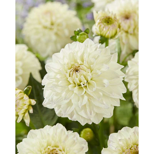 11403 Шоу-Бокс Георгина Гоу Гоу Уайт I 15 шт 