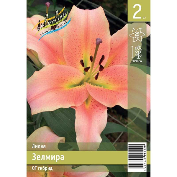 Лилия Зелмира 12/14 2 Эконом шт