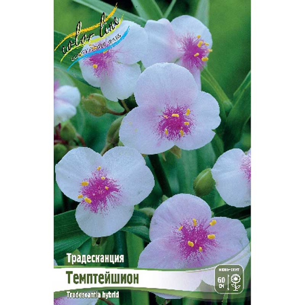 8618 Биг-Пак Традесканция Темптейшион I 25 шт