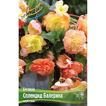 Бегония Сплендид Балерина 5/6 50 шт Шоу-бокс 8837