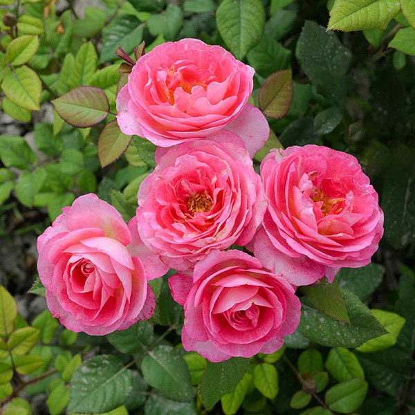 Роза Флорибунда Роуз Эксплоужен Садовита