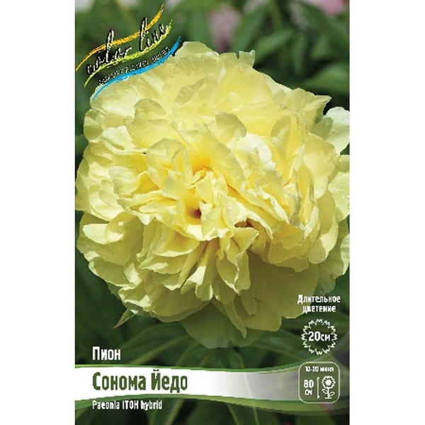 Пион Ито-Гибрид Сонома Йедо 2/3 n 5 шт Биг-Пак 13466 