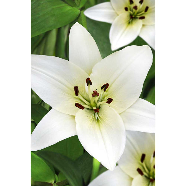 Лилия Сноудон 12/14 5 шт Садовита