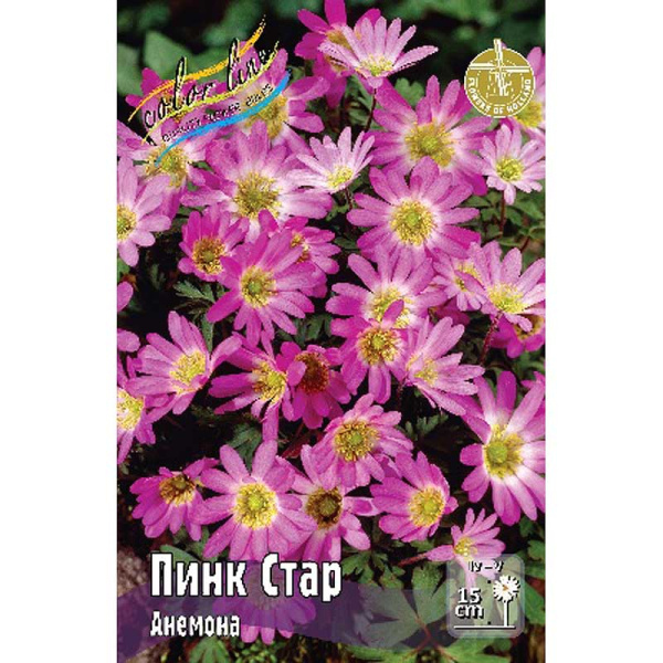 4264 Шоу-Бокс Анемона Пинк Стар 5/+ 100 шт 